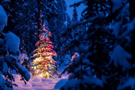 Stand out like a lit tree in a place few people venture.