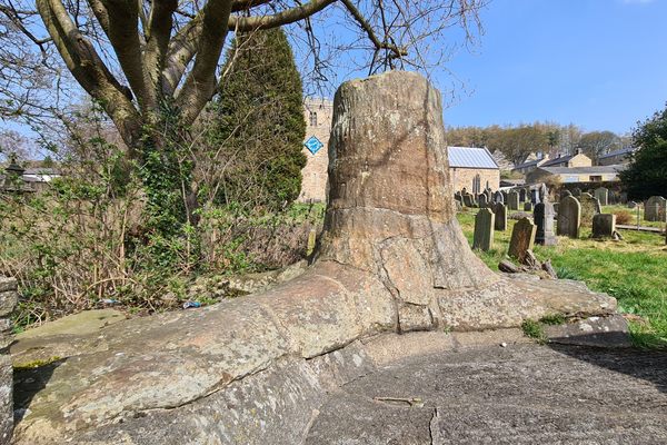 Stanhope fossil tree