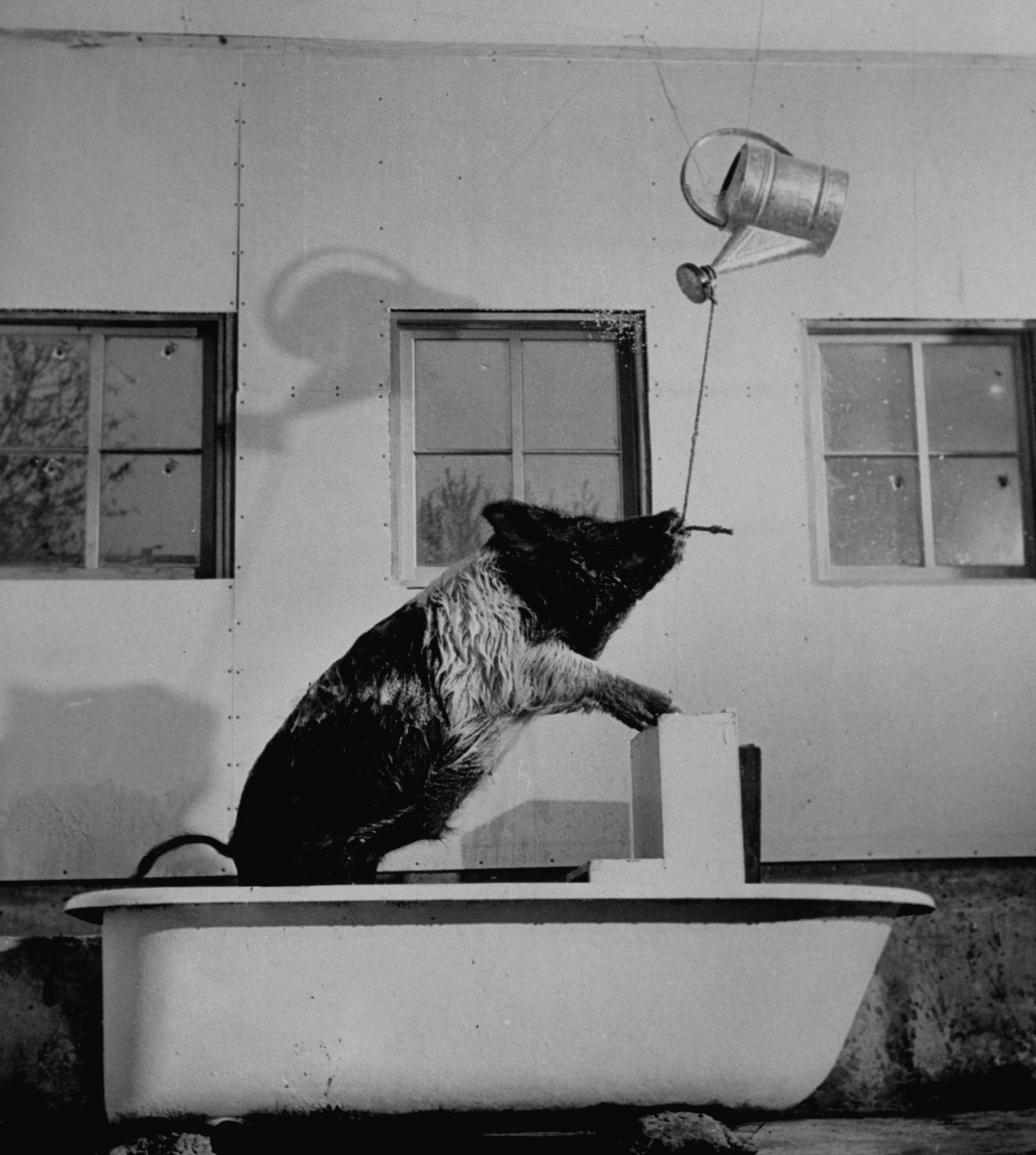 Black & white hog taking a shower in bathtub.