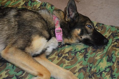 The Robinson Crusoe of Dogs Survived 5 Weeks Alone on a Deserted Island