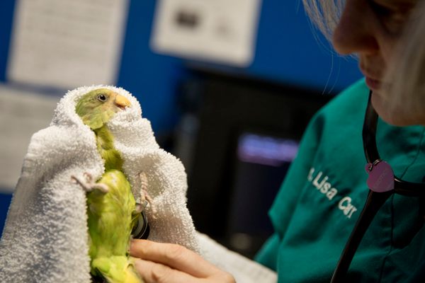 Lisa Carr checks out “Rupee Laguna,” a plum-headed parakeet, who is having difficulty breathing.