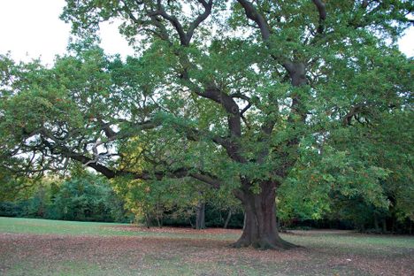 The Gilwell Oak