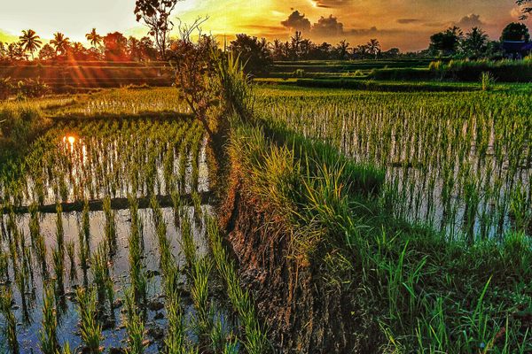 ubud