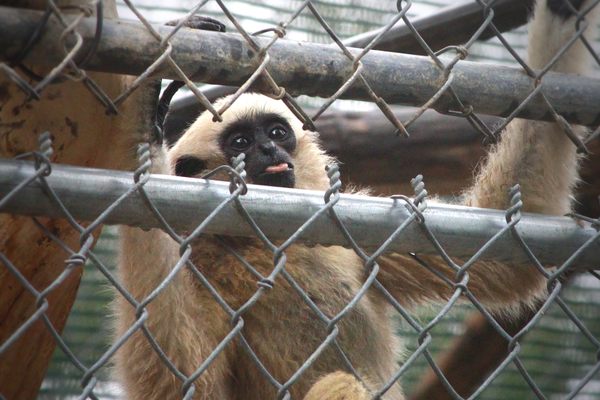 Gibbon Conservation Center, 10/4/2015