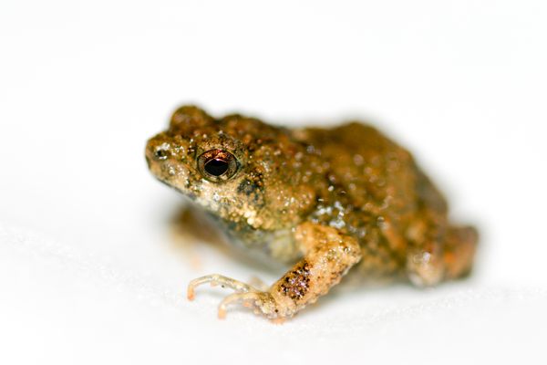 A lot goes into a túngara frog's ability to attract a mate.