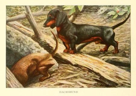Daschund. Illustration from the 1919 "The book of dogs; an intimate study of mankind's best friend"
