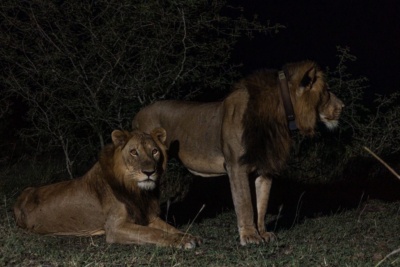 The two-lion coalition of Jacob and Tibu, photographed a few weeks after one of their long-distance swims of about a mile across dangerous waters full of crocodiles and hippos.