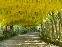 Beautiful yellow flowers drape down to form the tunnel.