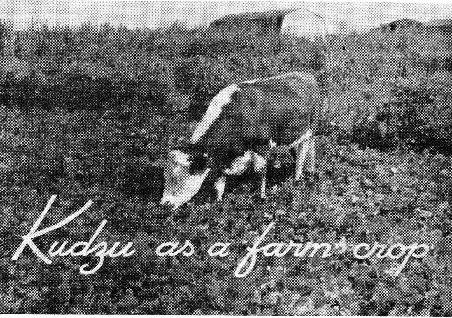 A cow enjoys a kudzu snack.