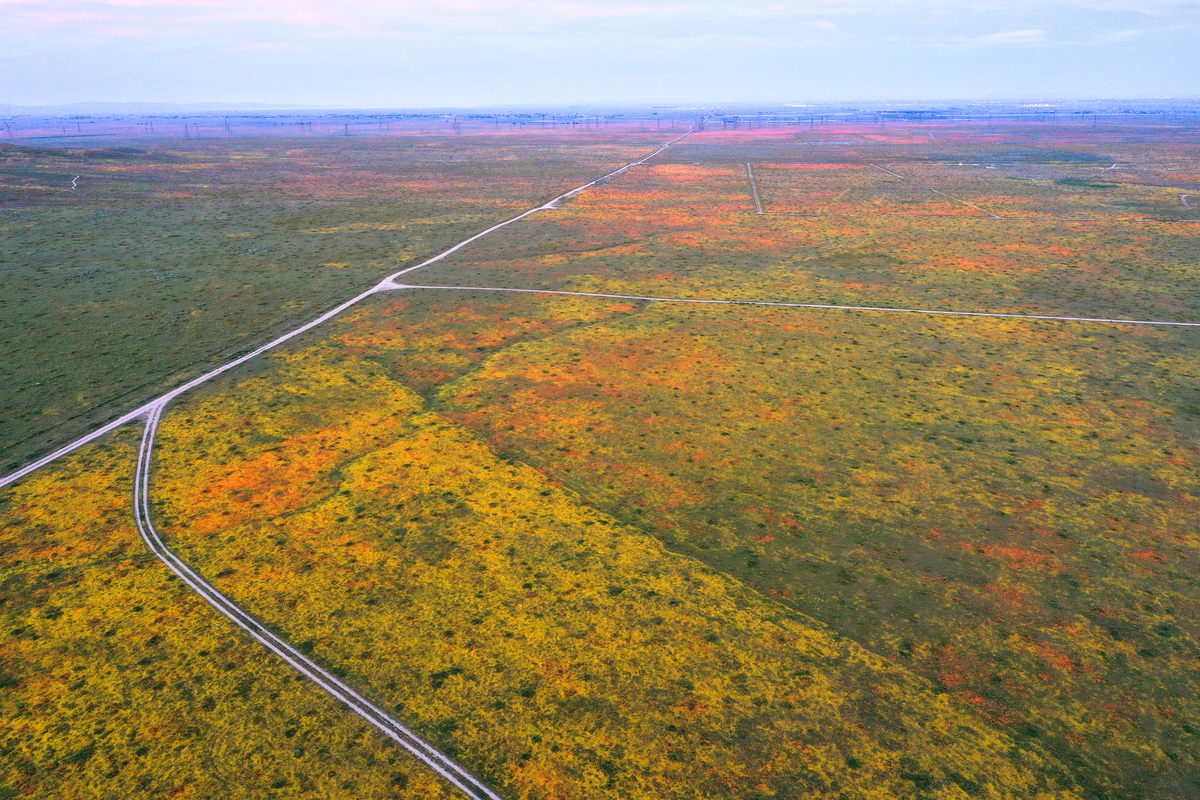 This aerial shot shows orange and yellow poppies carpeting southern California’s Antelope Valley. Herds of 100-pound pronghorns, nicknamed “American antelope,” once roamed here, giving the valley its name. But by the 1880s, the herds were gone, having been either hunted or relocated to other areas.