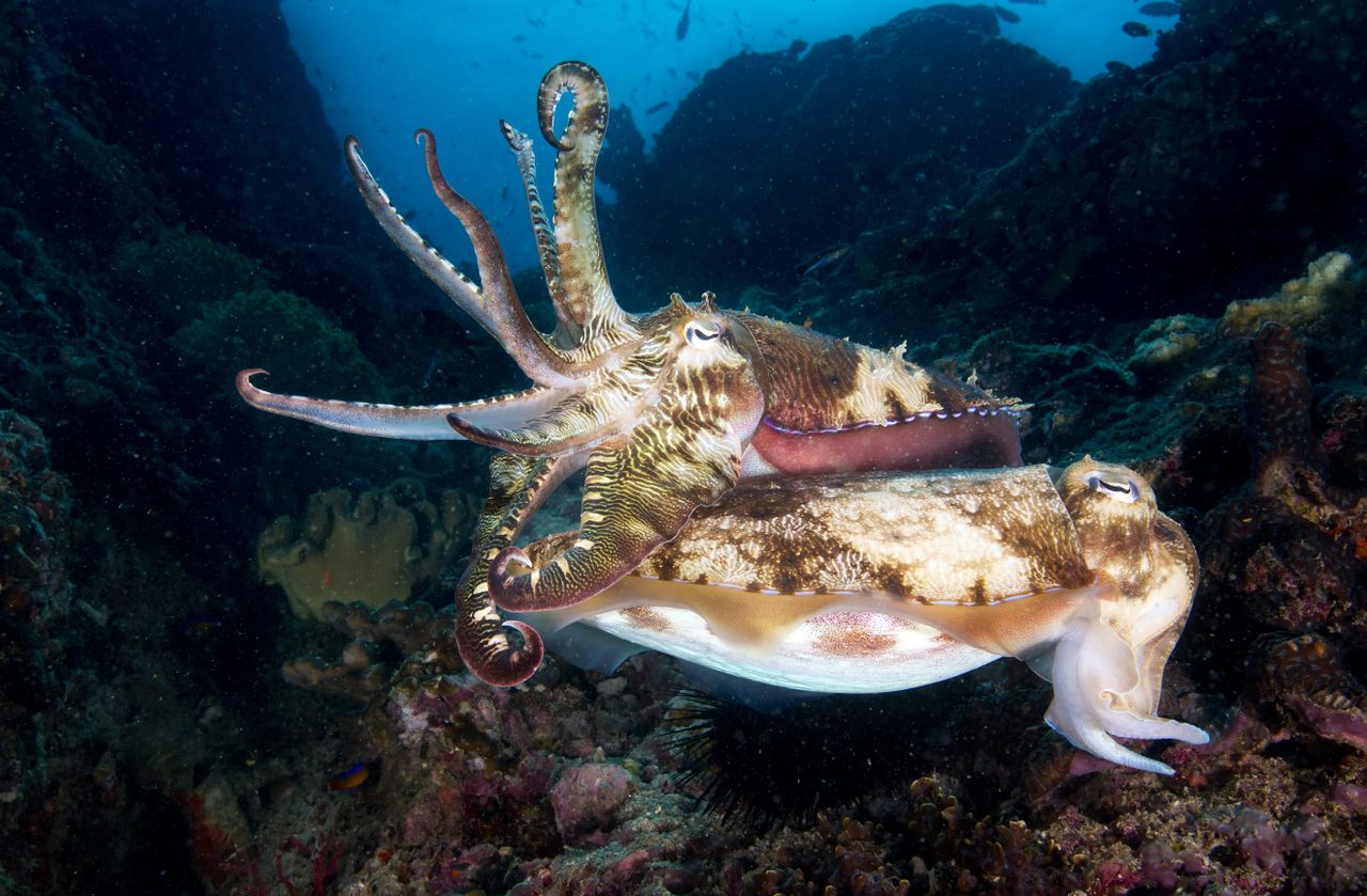 Australian giant cuttlefish males (top) and females (bottom) show different coloration in mating displays.
