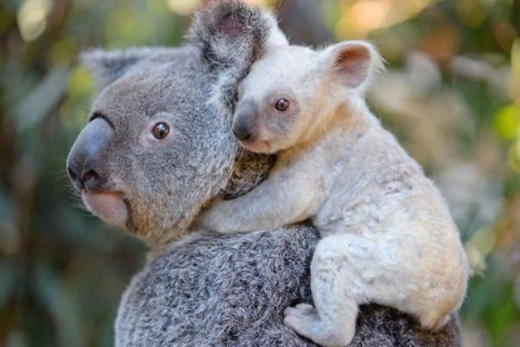 Help Name This Rare White Baby Koala