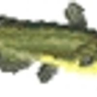 Profile image for woodruffellison93ijvhjj