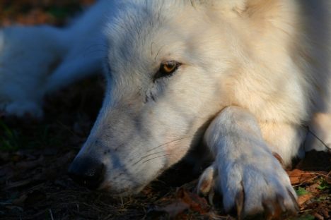 Arctic Gray wolf Atka at the Wolf Conservation Center of South Salem, New York