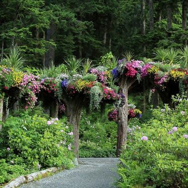 At Glacier Gardens, the tree canopies are flowers in bloom.