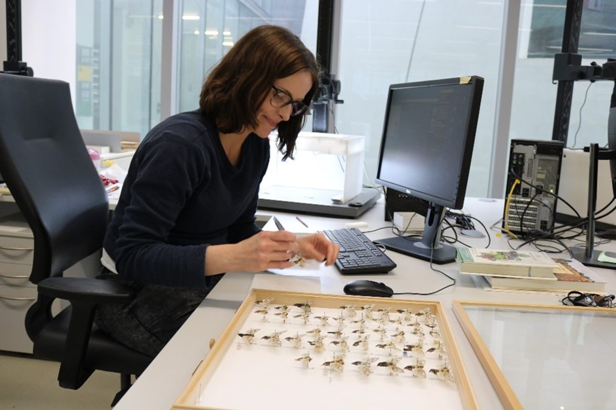 Digitizer Lousie Berridge rediscovered Owen's leopard moth, one of the oldest in the museum's collection.