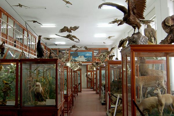 The Taxidermy Room