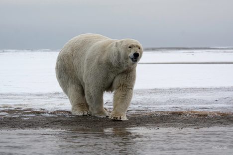 Polar Bears Win Huge Swath of Alaska