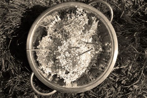 A bowl of picked elderflowers.*