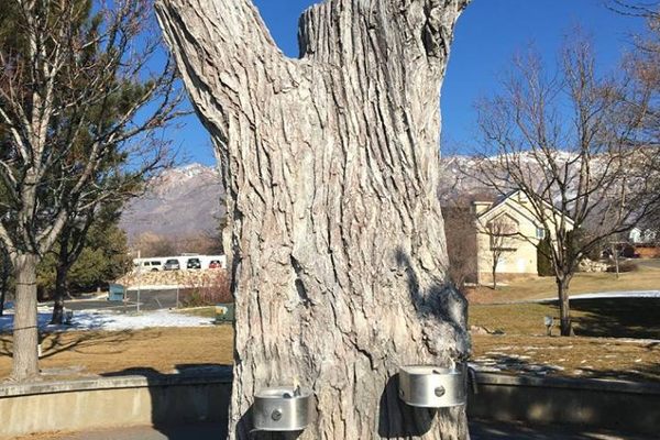 Replica of Ogden's Stump Spring showing the water fountains Joe Ballif installed. 