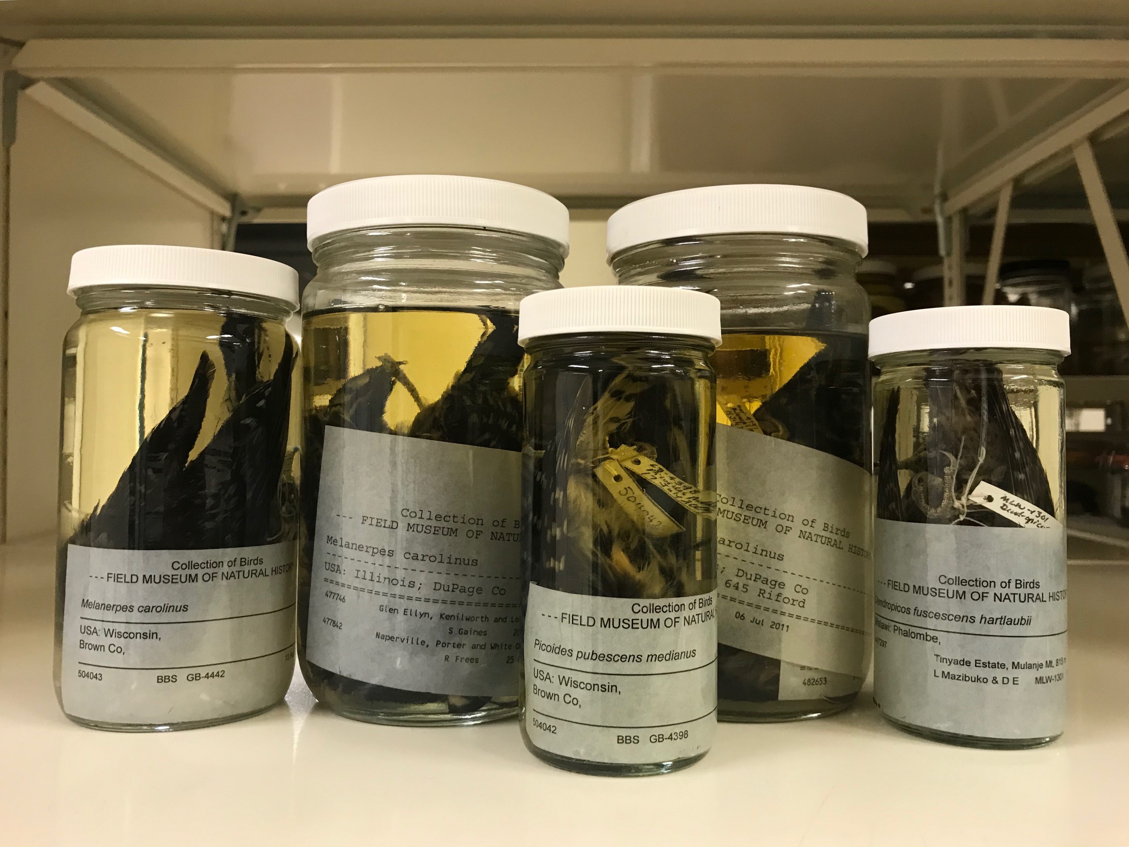 The Field Museum and the Harvard Museum of Natural History loaned pickled specimens.