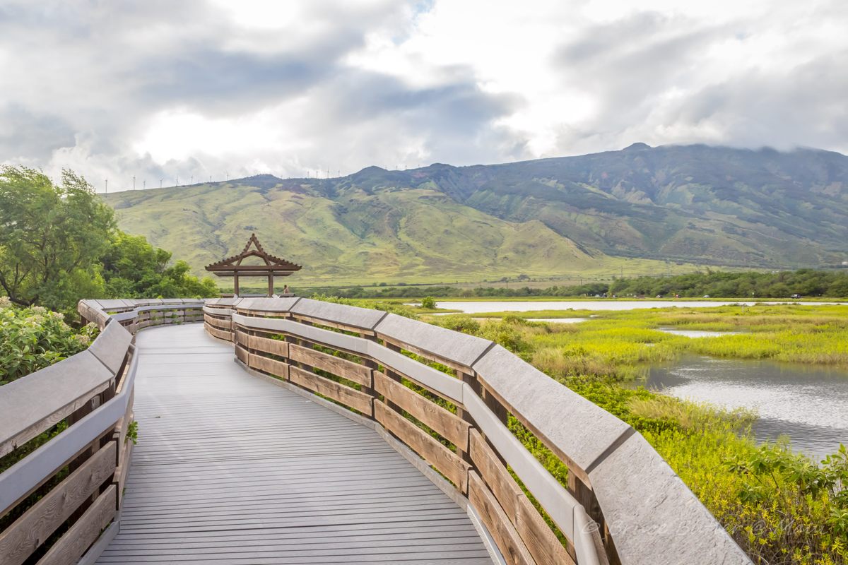 Keālia Pond National Wildlife Refuge is a beautiful sanctuary—even when it's not pink.