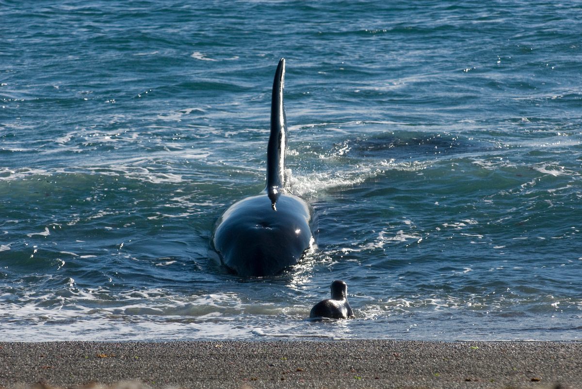 Orcas, such as this one hunting a sea lion on a beach in Patagonia, can use beaches to corner or surprise prey.