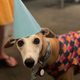 runningdog16 profile photo