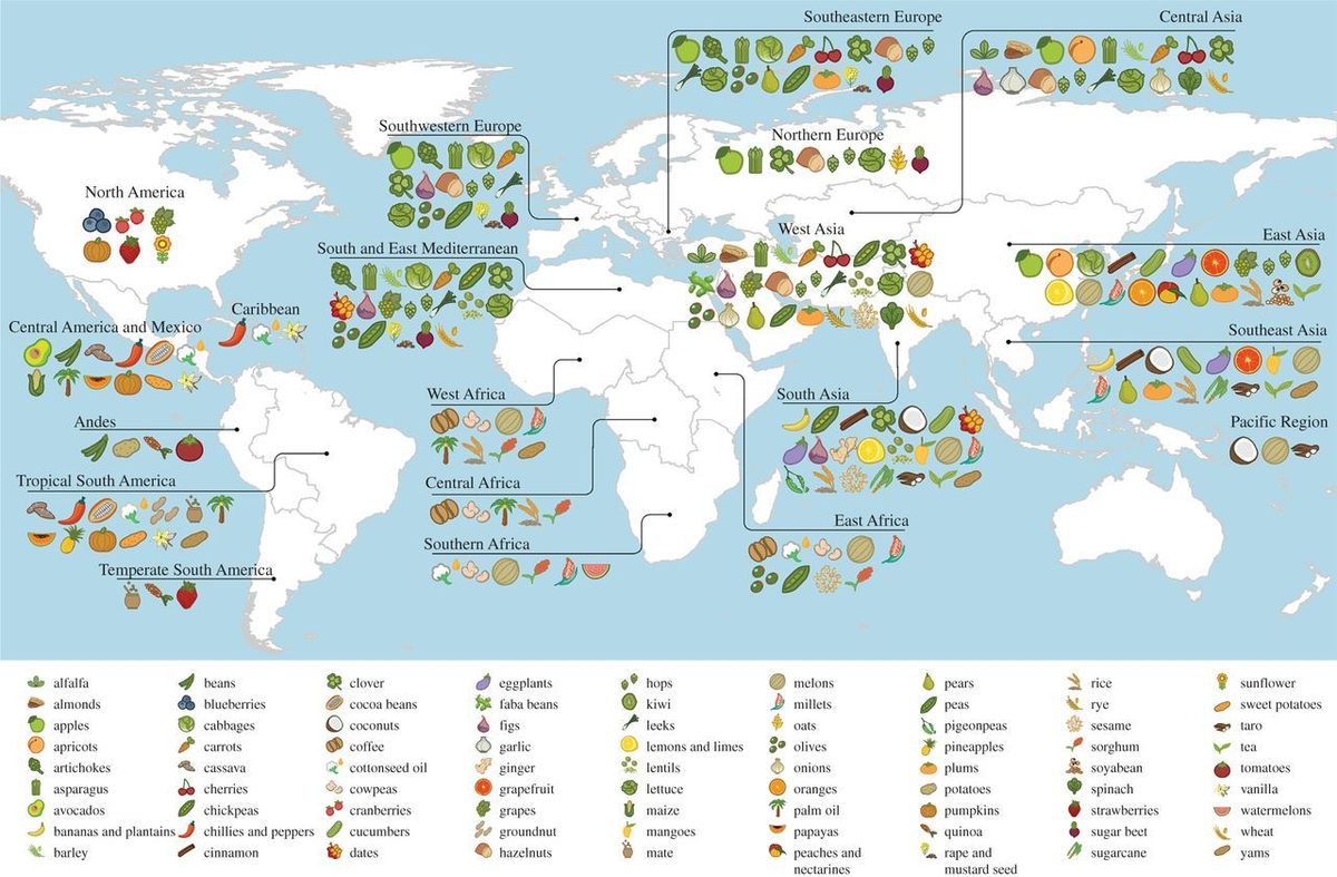 An overview of the centers of origin for some of the world’s most globalized food crops.