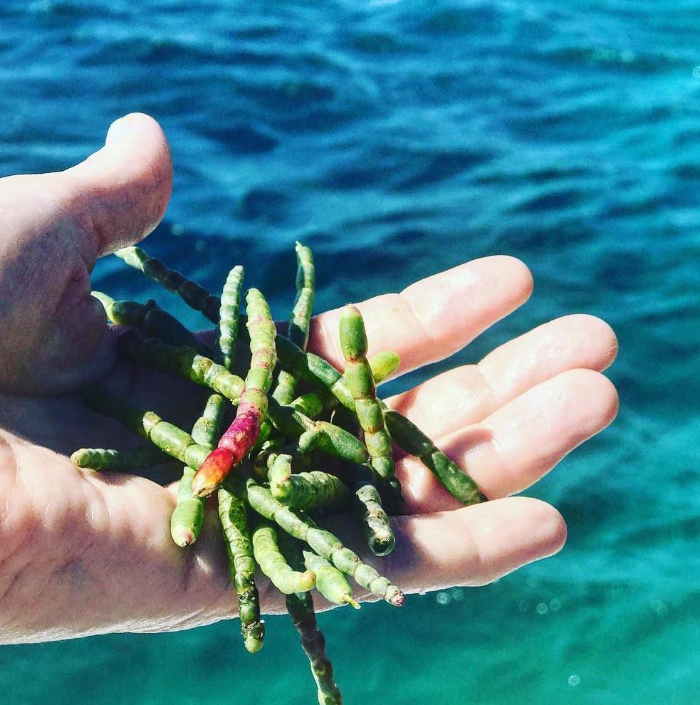 A palmful of samphire, or sea beans.