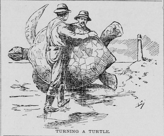 Two men "turn a turtle," in what was once considered a "sport."