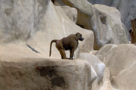 A Guinea baboon in the Paris zoo.