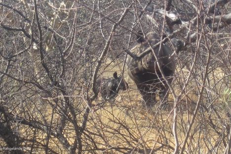 Black Rhino Calf Is The First Born at Kenyan Sanctuary in Over 25 Years
