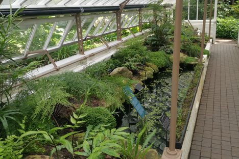 Ferns