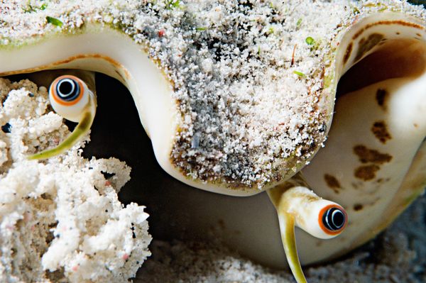 Inside a Queen Conch Nursery in Puerto Rico That May Help Save the Iconic Specie..