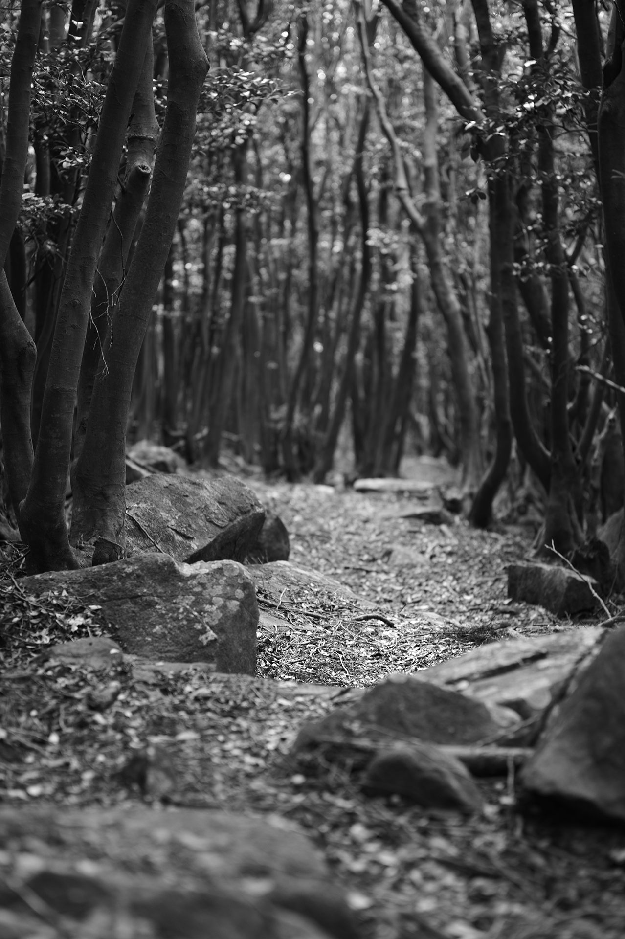 Entering the woods.