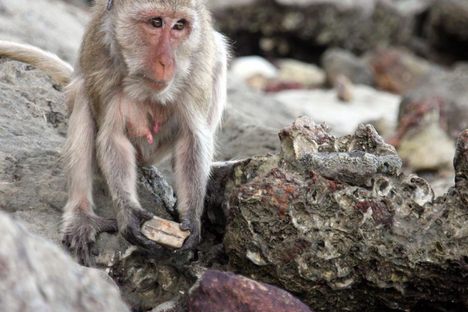 Macaques use stone tools to crack open shellfish. 