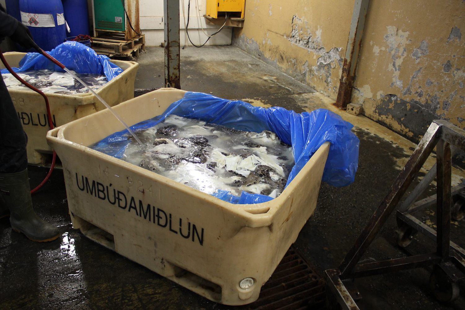 A worker at the tannery hoses down a tub of fish skins to defrost them before the tanning process.