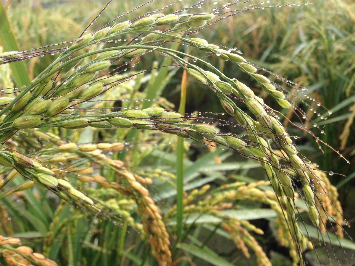 Andrus grows Northern Japanese short grain rice.