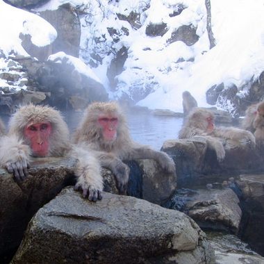Monkeys lounging in the hot springs of the park