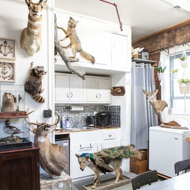 Brooklyn Taxidermy.
