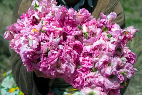 Picking the Mohammadi rose in Qamsar. 