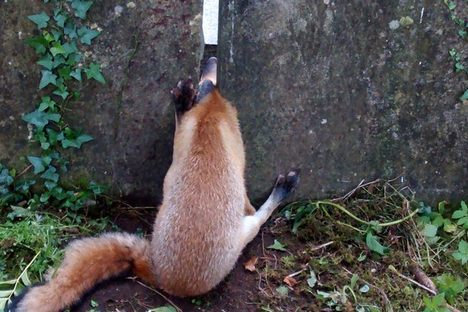 A Fox Got Its Head Stuck Between Two Headstones