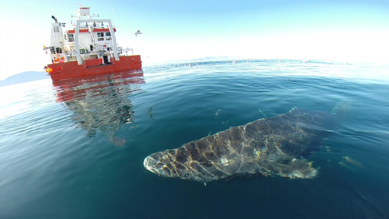 Greenland sharks often end up as bycatch on fishing vessels, and can be considered a nuisance. 