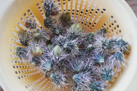 Cholla Buds
