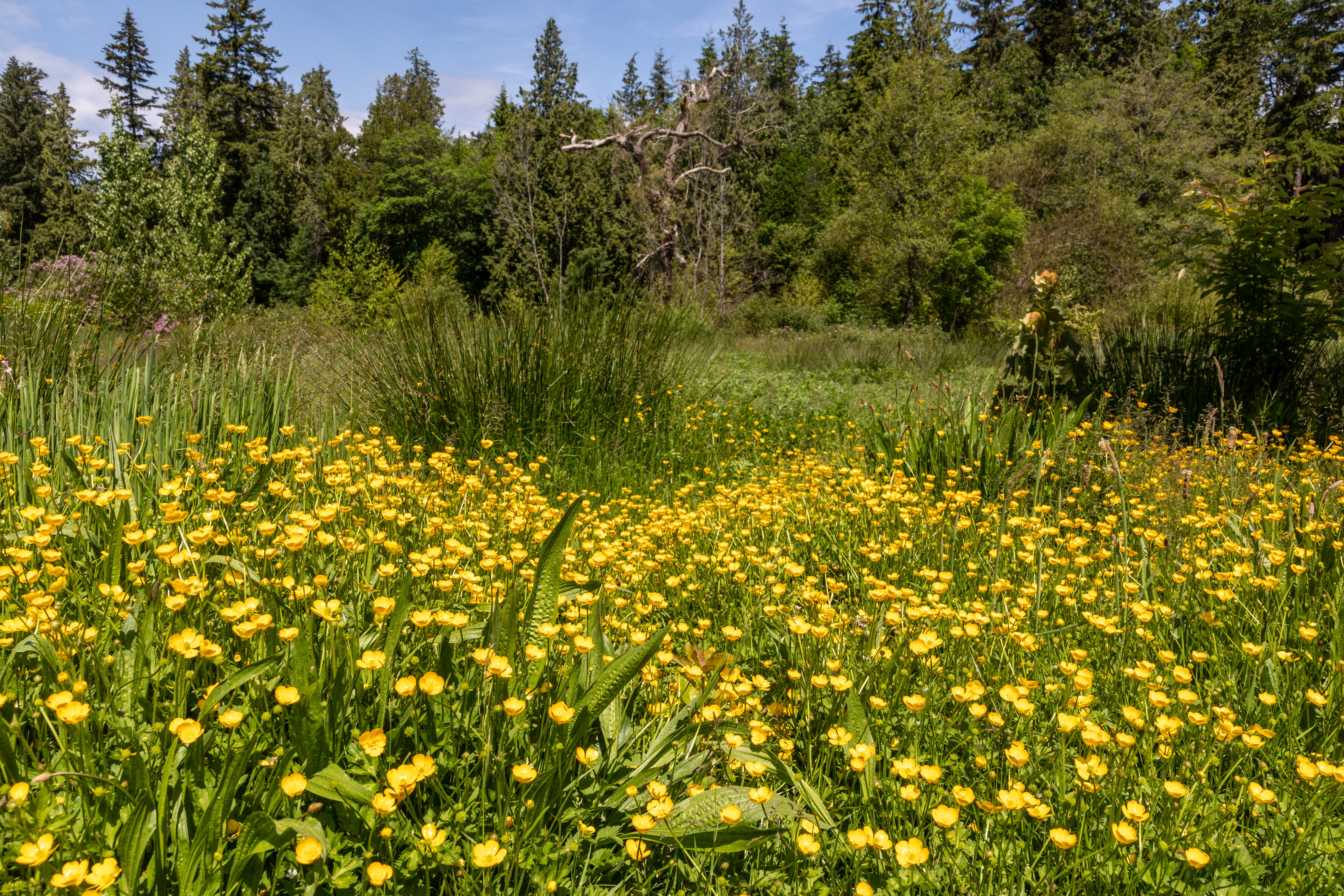 Stanley Park in Vancouver was one of the parks that drew Aguilar-Carrasco to do research in Canada.