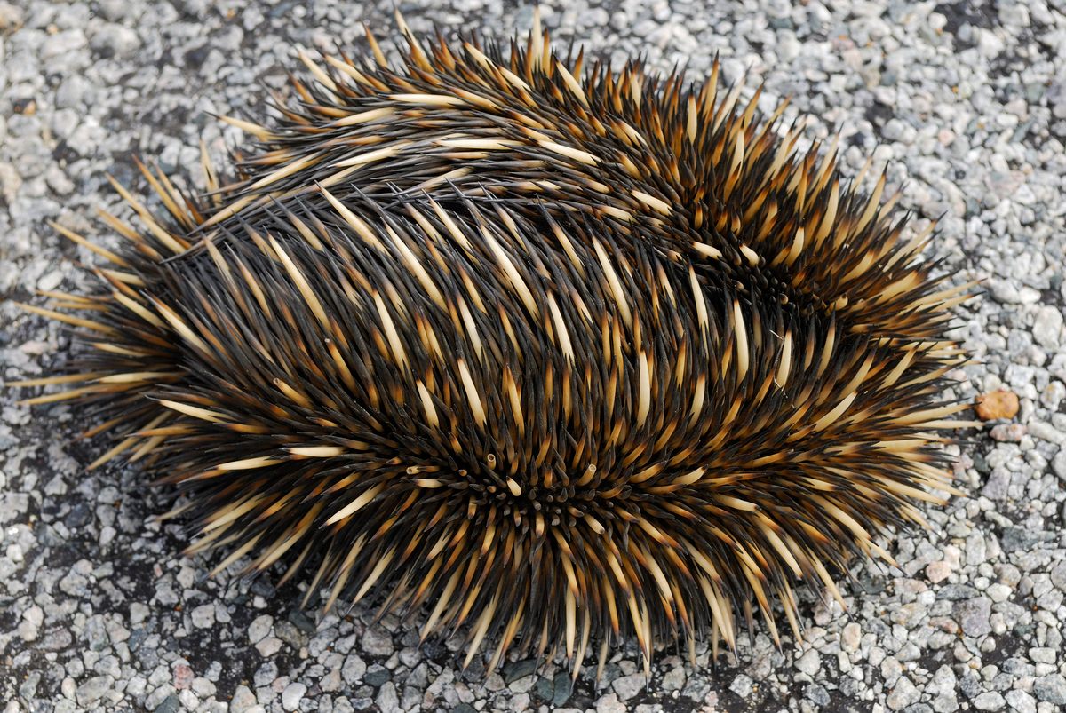If it feels threatened, an echidna "jazz hands" itself into the ground until only its spiny back is exposed, thwarting both predators and scientists trying to study the animals.