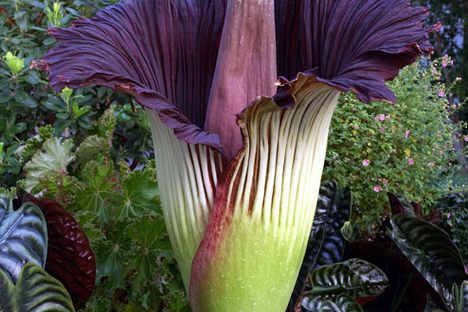 Why Are So Many Corpse Flowers Blooming at Once? 