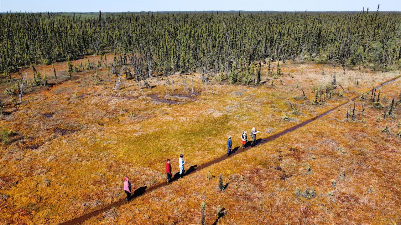 Laurier University scientist William Quinton and a group of Indigenous Łı́ı́dlı̨ı̨ Kų́ę́ walk through a bog near the Scotty Creek Research Station in the Northwest Territories.