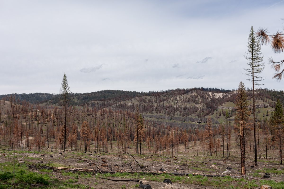 The altered landscape of Schneider Springs.